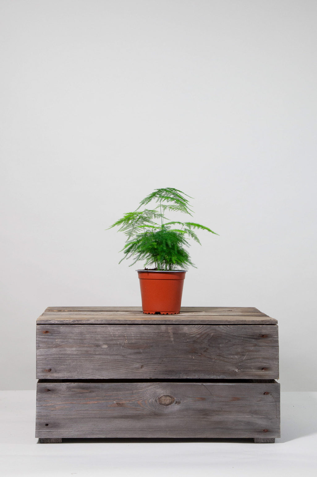 files/IndoorPlants-StudioShots13.11.2023-058.jpg